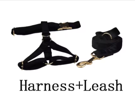 Black Velvet Dog Walking Set